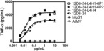 ANTI-CD40 ANTIBODIES AND USES THEREOF