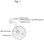 Method of conveniently producing genetically modified non-human mammal with high efficiency