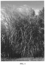 Miscanthus plant named ‘NCMS3’