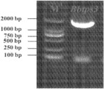 Blumea Balsamifera Monoterpene Synthase BBTPS3 And Related Biological Materials Thereof and Use Thereof