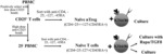 MATERIALS AND METHODS FOR MODIFYING THE ACTIVITY OF T CELLS