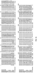 Pharmaceutical compositions with antiflaviviral activity