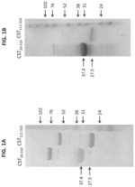 Quantitative enzyme-linked immunoassay (ELISA) to approximate complement fixing antibody titers in serum from patients with coccidioidomycosis