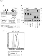 Anti-phosphotyrosinylated programmed death 1 (PD-1) monoclonal antibodies, methods of making and methods of using thereof