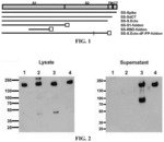 Compositions and methods for preventing and treating coronavirus infection—SARS-CoV-2 vaccines