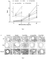 Use of R-enantiomer Beta2-agonists for prevent and treatment of pulmonary inflammation and inflammatory remodeling for reduced adverse effects