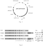 IMMUNOLOGIC EFFECTOR CELL OF TARGETED CLD18A2, AND PREPARATION METHOD AND USE THEREOF