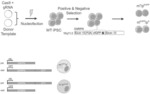 EPIGENETIC MODULATION OF GENOMIC TARGETS TO CONTROL EXPRESSION OF PWS-ASSOCIATED GENES