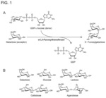 Preparation method for various novel fucosyl oligosaccharides and use thereof
