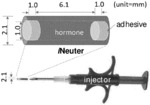 PREVENTION OF BOAR TAINT AND AGGRESSION