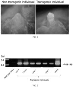 Method for creating transformed plant