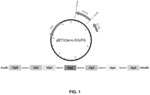Chimeric M. hyorhinis polyprotein for vaccines and diagnostics