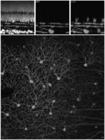 SynP198, a promoter for the specific expression of genes in direction selective retinal ganglion cells