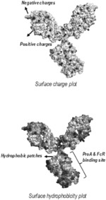 Hydrophobic interaction chromatography-coupled native mass spectrometry for antibody analysis