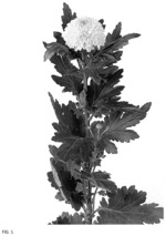 Chrysanthemum plant named ‘DLFAVAT3’