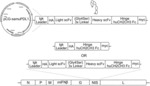 TARGETING PD-L1 ON TUMOR CELLS