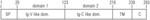 TRISPECIFIC BINDING MOLECULES AGAINST BCMA AND USES THEREOF