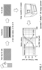 IN VITRO CELL BASED POTENCY ASSAY