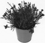 Dianthus Plant Named 'KLEDG21338'