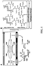 Trehalose analogues