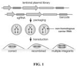 Co-packaging to mitigate intermolecular recombination