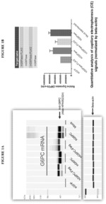 POLYNUCLEOTIDES ENCODING GLUCOSE-6-PHOSPHATASE FOR THE TREATMENT OF GLYCOGEN STORAGE DISEASE