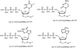 SYNTHESIS OF REVERSIBLE NUCLEOTIDE TERMINATORS BY IN-SITU THIO-ALKYL GROUP TRANSFER FOR USE IN DNA SEQUENCING BY SYNTHESIS