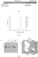 Use of recombinant human secretory DDRGK1