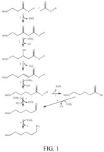 ADIPATE (ESTER OR THIOESTER) SYNTHESIS