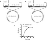 DNA ANTIBODY CONSTRUCTS AND METHOD OF USING SAME