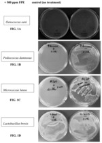 ENZYME COMPOSITIONS AND METHODS OF MAKING THEM