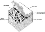 SURFACE ENHANCED PULP FIBERS AT A SUBSTRATE SURFACE