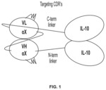 Dual cytokine fusion proteins comprising IL-10