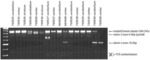 COMPOSITIONS AND METHODS FOR MODULATING ATAXIN 3 EXPRESSION