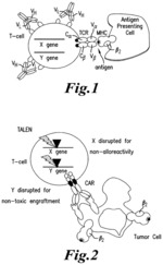 METHODS FOR ENGINEERING ALLOGENEIC AND HIGHLY ACTIVE T CELL FOR IMMUNOTHERAPHY