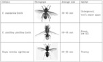 ANTIMICROBIAL COMPOSITION CONTAINING WASP EXTRACT AS ACTIVE INGREDIENT