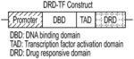 COMPOSITIONS AND METHODS FOR TUNABLE REGULATION OF TRANSCRIPTION