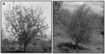 METHODS OF INCREASING YIELD OF PRUNUS DULCIS AND PLANTS PRODUCED THEREBY