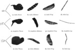 Systems and Methods for Classifying Mosquitoes Based on Extracted Masks of Anatomical Components from Images