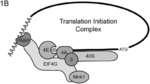 Targeted Translation of RNA with CRISPR-Cas13 to Enhance Protein Synthesis