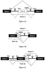 Methods for modifying RNA splicing