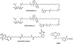 Innate Immunity Killer Cells Targeting PSMA Positive Tumor Cells