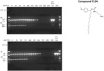 POLYMERASE INHIBITORS AND RELATED COMPOSITIONS AND METHODS