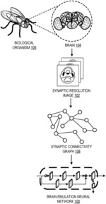 Neural architecture search based on synaptic connectivity graphs