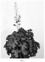 Heuchera plant named ‘Toncka 308’
