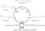 METABOLIC ENGINEERING FOR PRODUCTION OF LIPOIC ACID