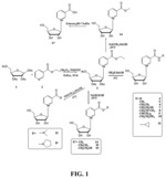 Nicotinoyl riboside compositions and methods of use