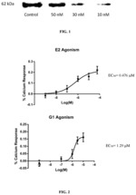 Compounds and methods targeting GPER in calcium disorders