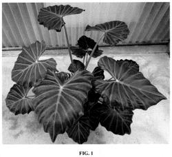 Alocasia plant named ‘AS12-1’