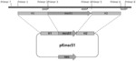 MUTANT OF CORYNEBACTERIUM GLUTAMICUM WITH ENHANCED L-GLUTAMIC ACID PRODUCTIVITY AND METHOD FOR PREPARING L-GLUTAMIC ACID USING THE SAME